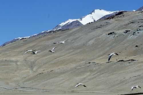 TREKKING IN LADAKH | CHANGTANG 2017